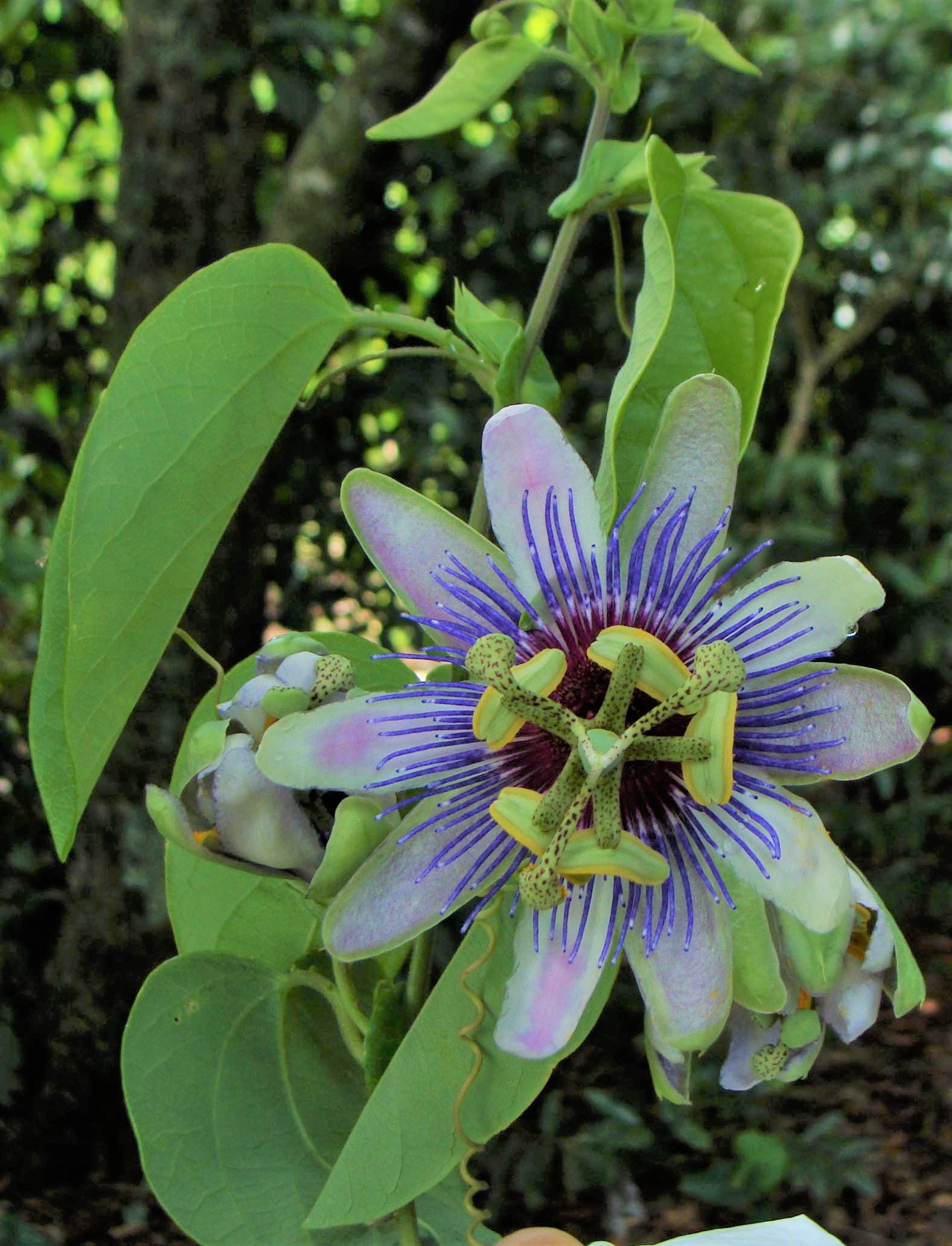DSC06014 a 6017_ Passiflora sp nova_DETALHE