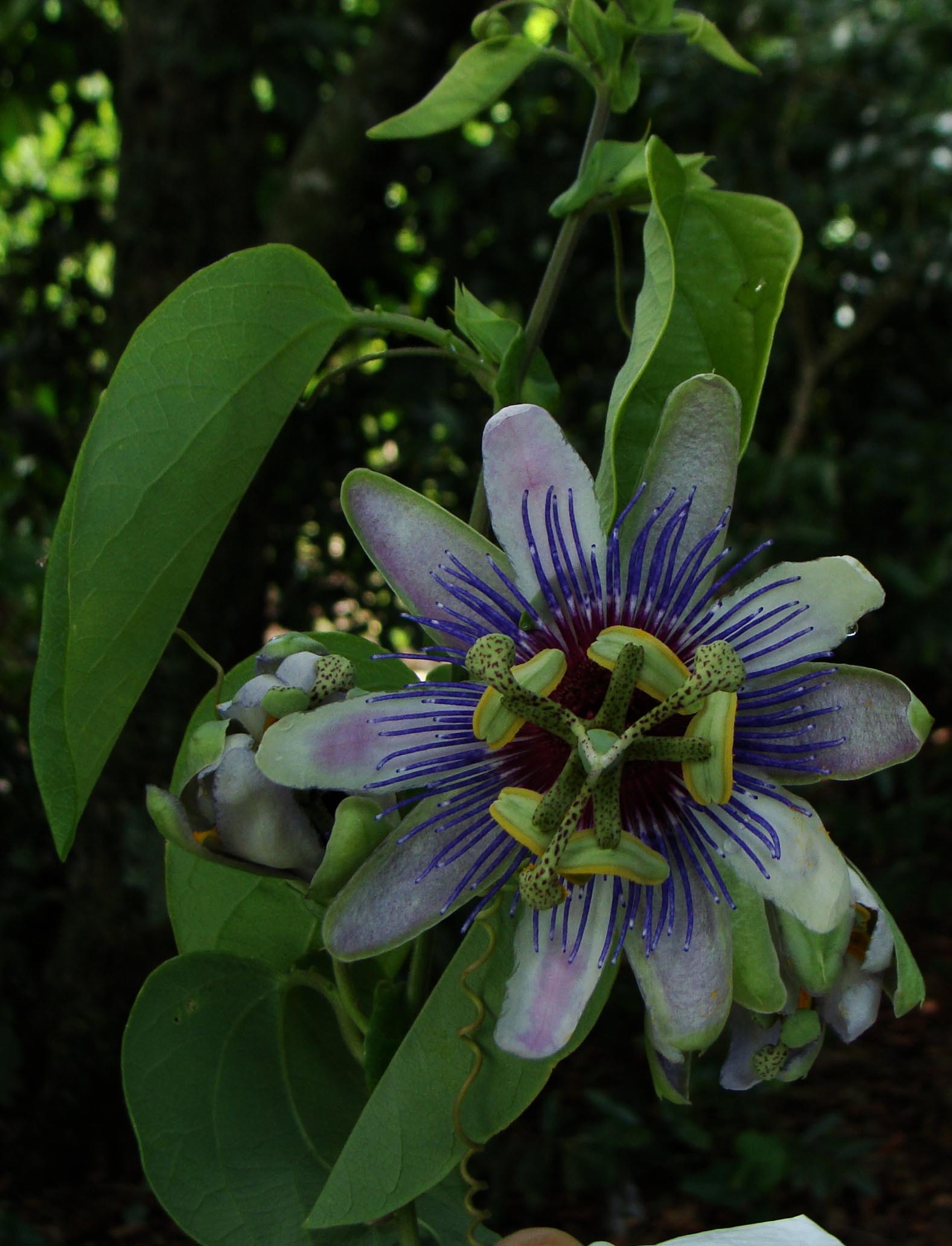 Detalhe_ Passiflora sp nova_Mais escura
